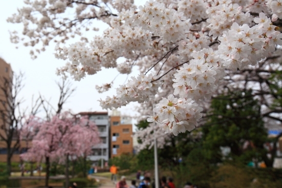 せせらぎの里公苑 前に染井吉野桜、後ろに枝垂桜、下に花見の宴。(撮影 2013年3月23日)