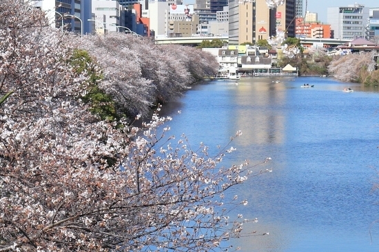 外濠の桜並木。新見附橋から牛込濠・飯田橋方面を望む。(撮影 2013年3月23日)