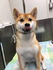 「柴犬の桜我くん 船橋 トリミングサロン エイエムエスケネル」