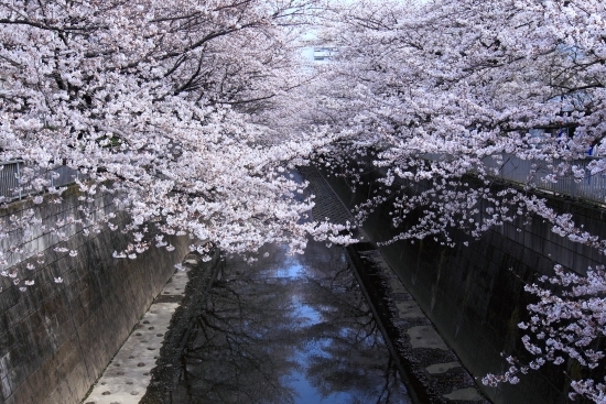 神田上水公園・南小滝橋より眺める。(撮影 2013年3月23日)