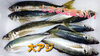 「○本日のお刺身○【しまね定置もん！】コロダイ、大アジ」
