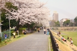 鶴巻橋から西側方向（浅川上流方向）の桜並木。