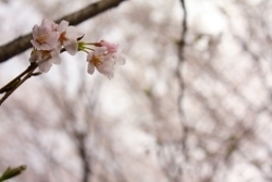 東側の史跡広場方面を散策すると多くの桜が咲き誇ります。