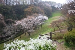 丘陵地の斜面に咲き誇る桜。