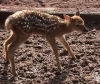 「夢見ヶ崎動物公園でホンシュウジカの赤ちゃんが誕生しました」