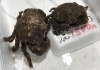 「魚魚市場鮮魚コーナーおすすめは「エビスダイ」です🎶」