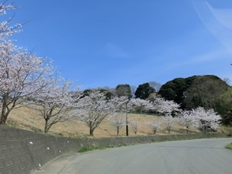 通学路に咲く桜