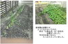 「来週の予定　１７日（月）「さくらんぼクラブ」　１８日（火）「青山先生のいきいき親子体操」　１９日（水）「園庭開放」があります。　３日間連続の子育て支援行事は珍しいですよ。」