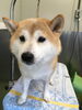 「柴犬のりゅうくん　船橋 トリミングサロン エイエムエスケネル」