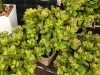「鉢物入荷しました。」