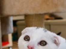 猫ちゃんたちに癒されませんか？『猫カフェ　猫の「ひなたぼっこ」』さまが掲載になりました！