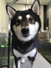 「柴犬のむさしくん　船橋 トリミングサロン エイエムエスケネル」