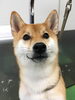 「柴犬の桜我くん 船橋 トリミングサロン エイエムエスケネル」