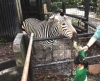 「第16回 夢見ヶ崎動物公園 秋の動物園まつりのお知らせ」