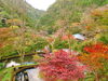 「2016秋の紅葉特集♪」