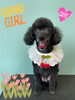 「Dog salon mofu mofu　余市町」