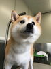 「柴犬のりゅうくん　船橋 トリミングサロン エイエムエスケネル」
