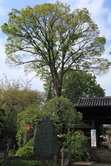 新宿区の景観重要樹木・特別保護樹木のケヤキ（撮影 2013年4月11日）