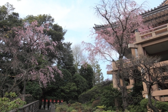 薬王院の枝垂桜（7分咲き程度）（撮影 2013年3月28日）