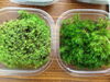 「苔の新入りさんです♬」