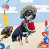 「Dog salon mofu mofu　余市町」