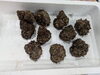 「📣本日のお魚情報🐟」
