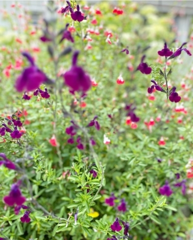 珍しい紫色のチェリーセージ「ハーブの花たち」