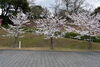 「桜の開花情報」