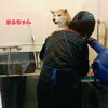 「今日のわんこ」