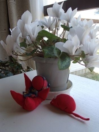 シクラメンは山本さんが冬越しをして今でもこんなに咲いています。
