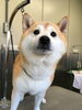 「柴犬のりゅうくん　船橋 トリミングサロン エイエムエスケネル」