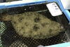 「魚魚市場鮮魚コーナーおすすめは「うちわエビ」です♪」