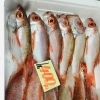 「魚魚市場鮮魚コーナーおすすめは「宮崎県産あゆ・チカメキントキ・ノドグロ」です♪」