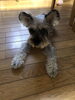 愛犬のシュナウザー。あそぼ…「折詰・祝い事…」