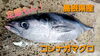 【定置もん】コシナガマグロ「○本日のお刺身○【しまね定置もん！】天然大ダイ、コシナガマグロ」