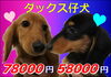 「可愛いダックス～」