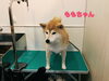 「きょうのわんこ」