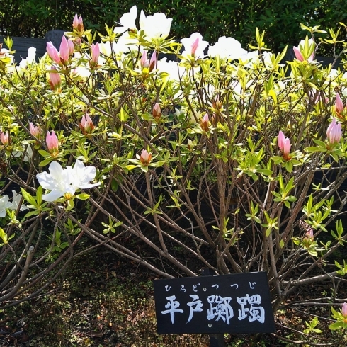 堀切菖蒲園「堀切菖蒲園まだ静か！★英会話と体操のコラボ教室（堀切、お花茶屋、綾瀬、亀有、小菅）」