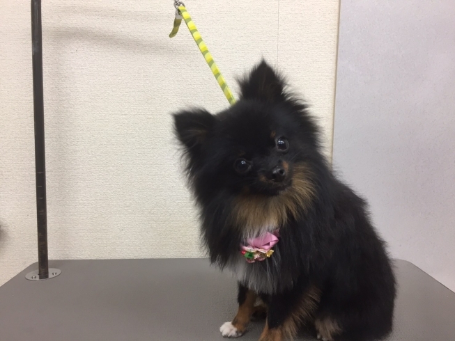 12月31日 カットコースのギガちゃん 犬猫のトリミング屋さんぽちのうち 犬 猫のトリミング屋さん ぽちのうちのニュース まいぷれ 船橋市