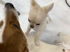 ラテちゃんに「ねぇ。ねぇ。」するきずなくん(笑)「新入生ちゃん　（＾Ｏ＾）」