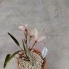橙華