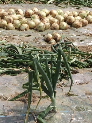 玉ねぎの茎が倒れると収穫のサイン！！<br><br>午前中に乾かして、午後から選別して出荷するんだよ…