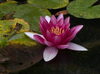 「🌿可憐な山紫陽花が見頃です♪ 東温市・惣河内神社「あじさいの杜」から素敵なお便り📷✨」