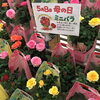 花鉢　ミニバラ「おすすめの『母の日』ギフト」