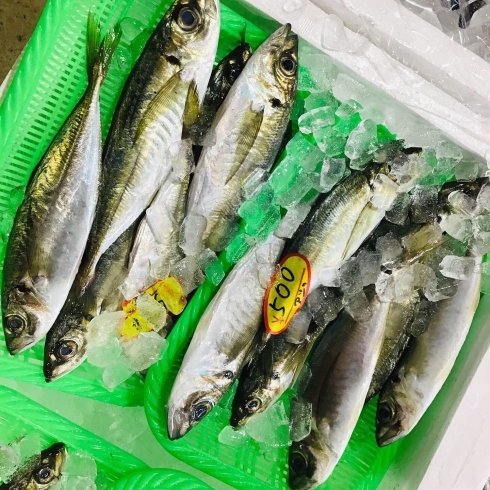 「魚魚市場鮮魚コーナーおすすめは「うちわエビ・ワタリガニ」です♪」