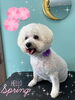 「可愛い子ちゃん♡Dog salon mofu mofu余市町」