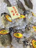 「魚魚市場鮮魚コーナーおすすめは「白エビ」です♪」