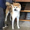 「『犬と住まいる協会』」