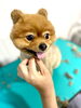 お顔周りもいい子にカット出来ました！「Dankeトリミングをご利用のももちゃん♡ふわふわモフモフです♪」