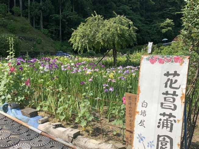 花菖蒲園入口「【観光情報】ハナショウブ見頃です♪」